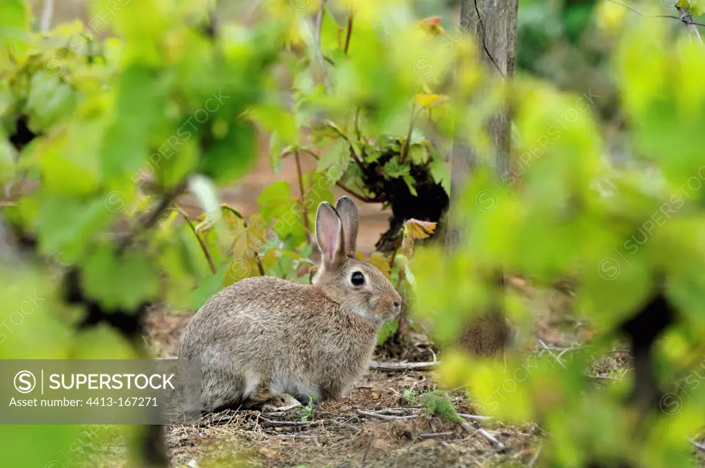 European rabbit between vine stocks in the Bourgogne France