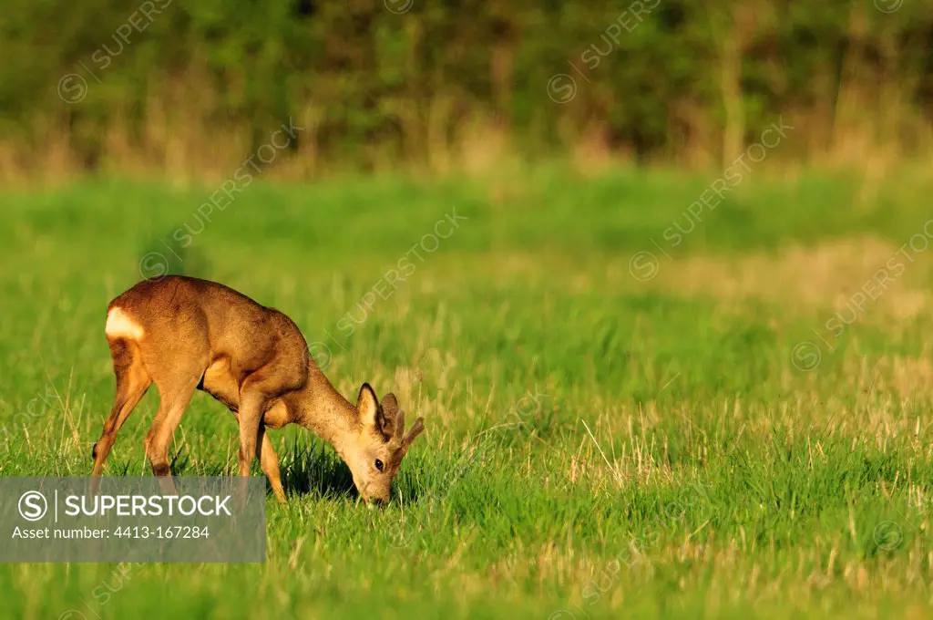 Young Roe deer grazing in a meadow Bourgogne France