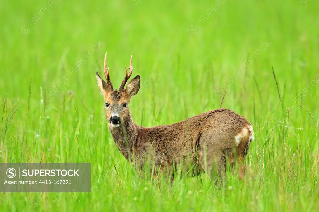 Roebuck alerted in a meadow in Bourgogne France