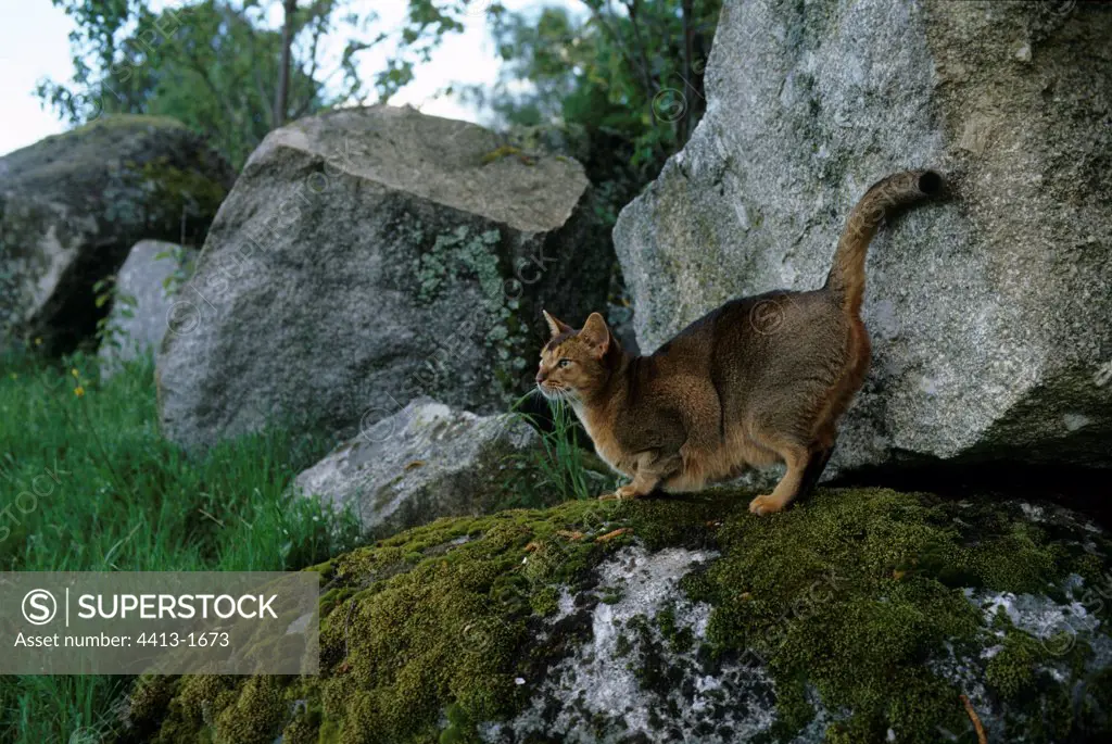 Abyssin cat marking its territory on a rock France