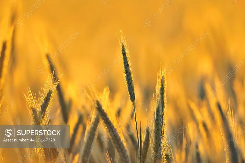 Ears of wheat in the glow of the sun in Bourgogne France