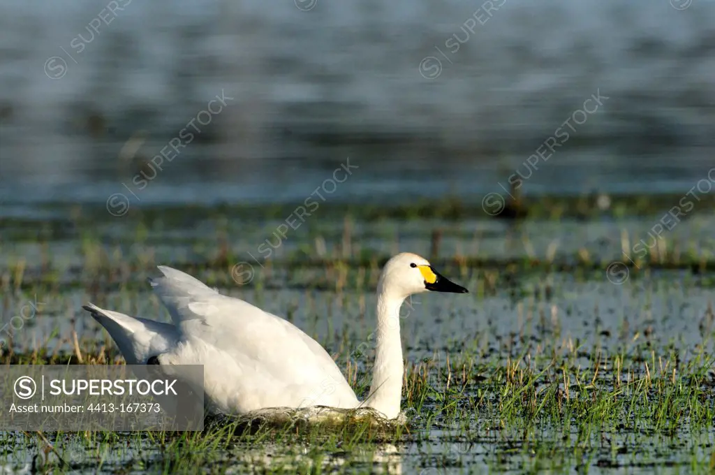 Whooper Swan swimming in a flood plain in Estonia