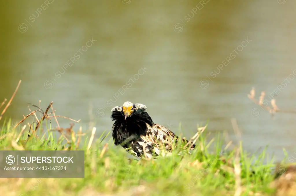 Ruff male in bridal plumage on a bank in Estonia
