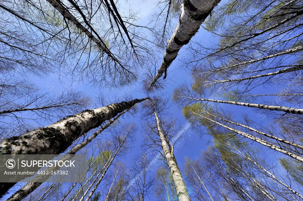 Peaks of Birch forest in the spring in Estonia