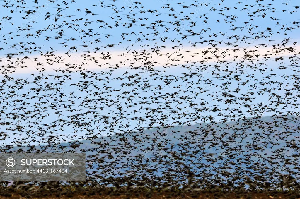 Flock of starlings flying in the Nièvre France