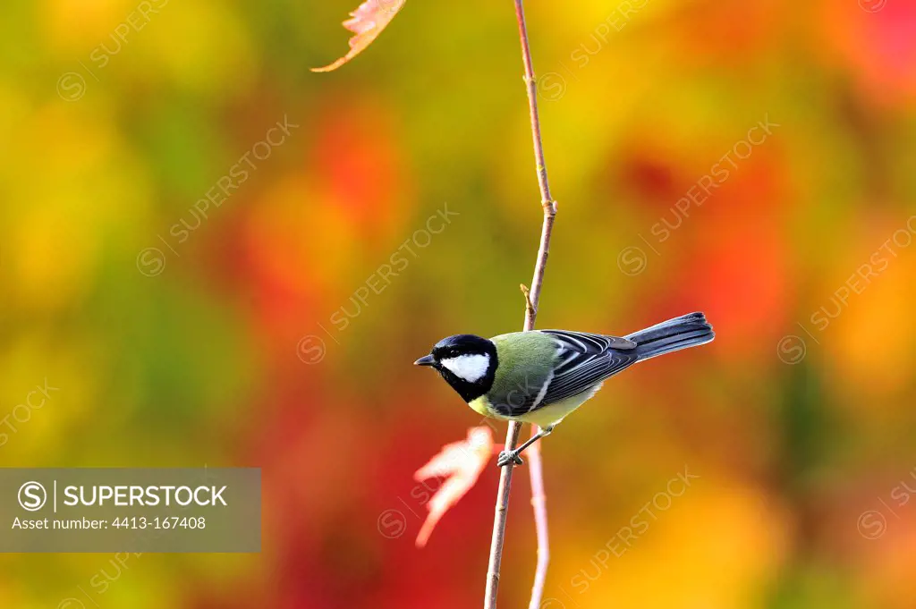 Great Tit posed on a branch in autumn France