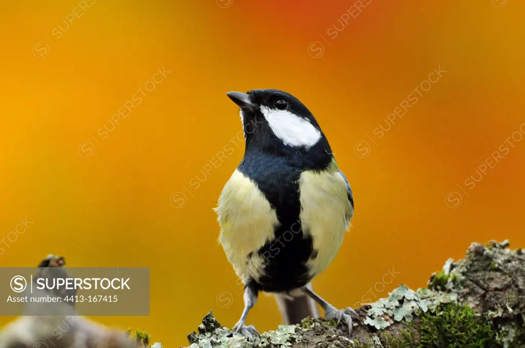 Great Tit posed on a branch in autumn France