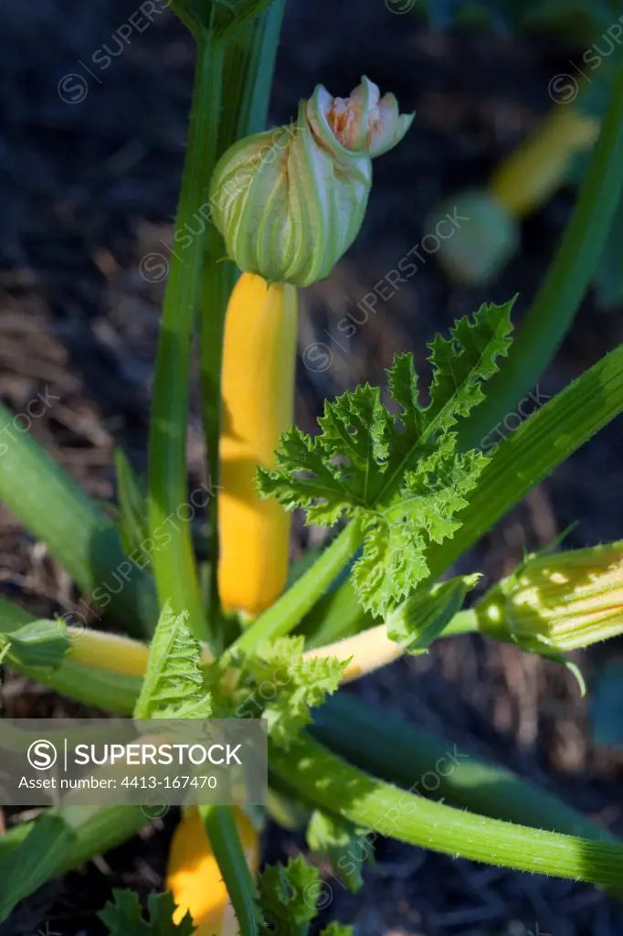 Yellow zucchini in a kitchen garden