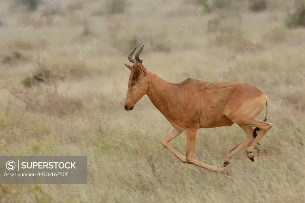 Red Hartebeest running in the savannah Tsavo Kenya