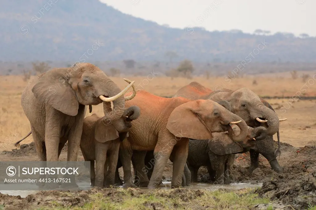 African Elephants at waterhole Tsavo Kenya