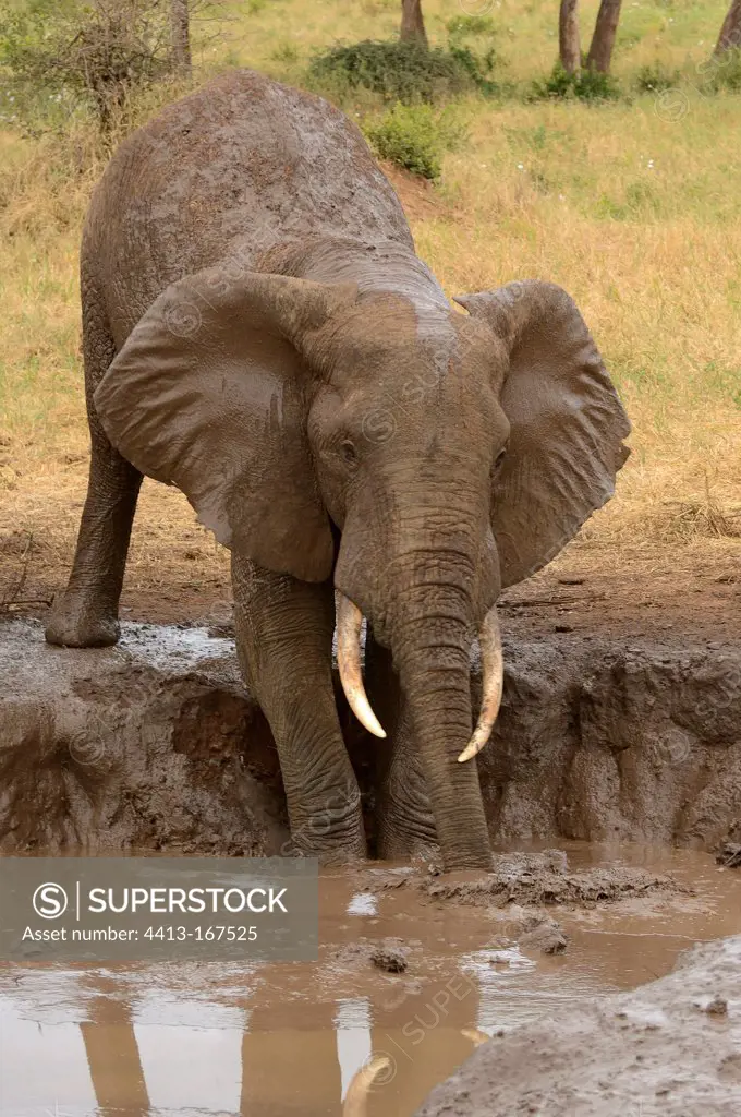 Elephant taking a mud bath Kenya Ngorongoro Tanzania