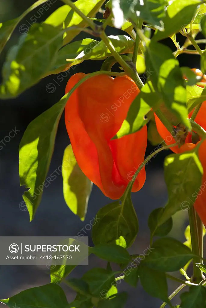 Red pepper in a garden