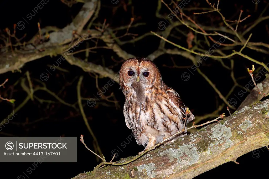 Tawny Owl holding a Mouse in its beak