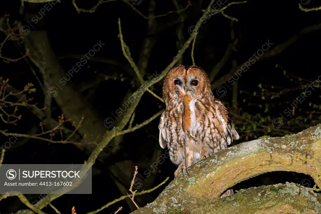 Tawny Owl on a Oak holding a Mouse in its beak