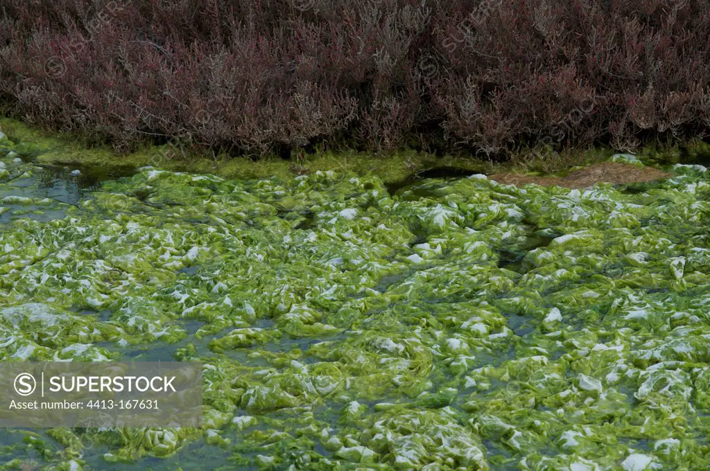 Algae in a canal in the Camargue France