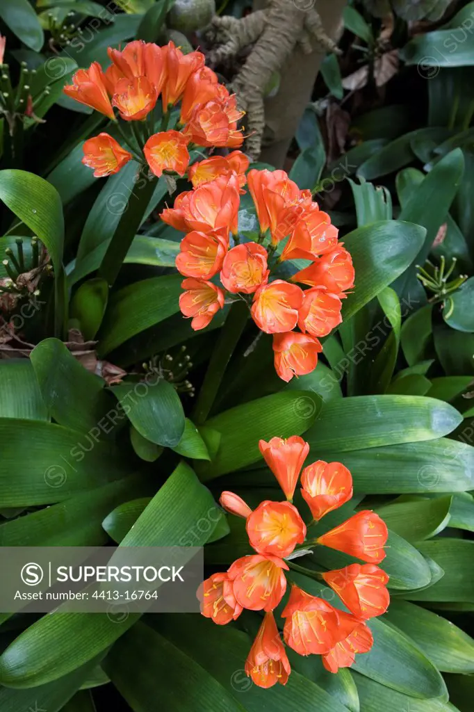 Clivia in flower Canary Islands