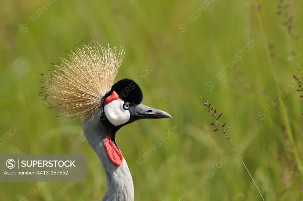 Portrait of Grey Crowned Crane in high grass Masai Mara