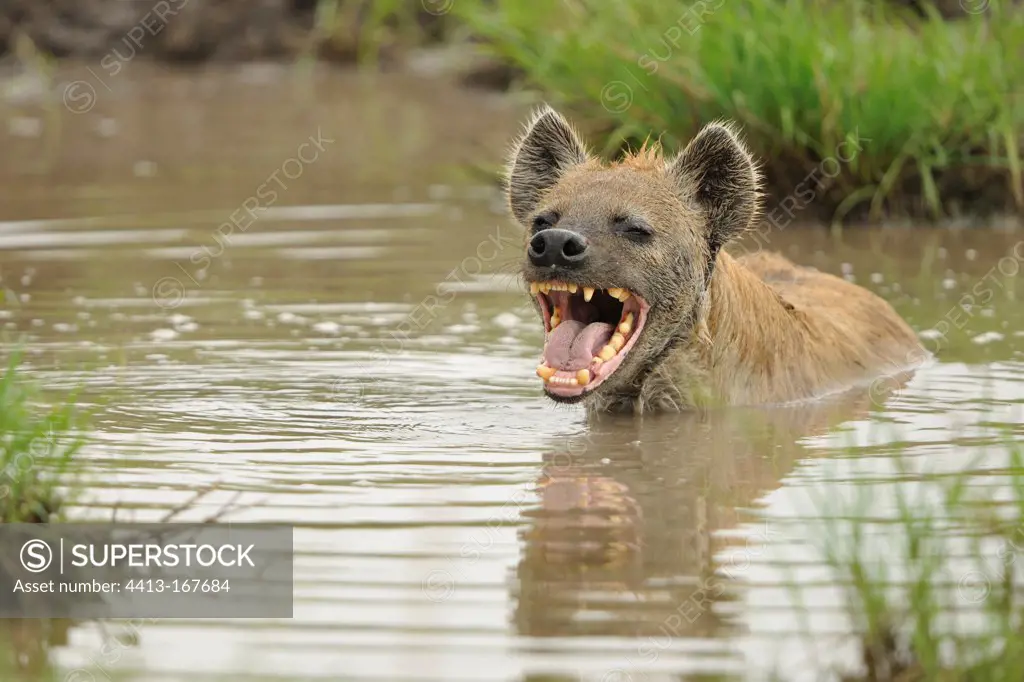 Spotted hyena yawning in a pool Masai Mara Kenya