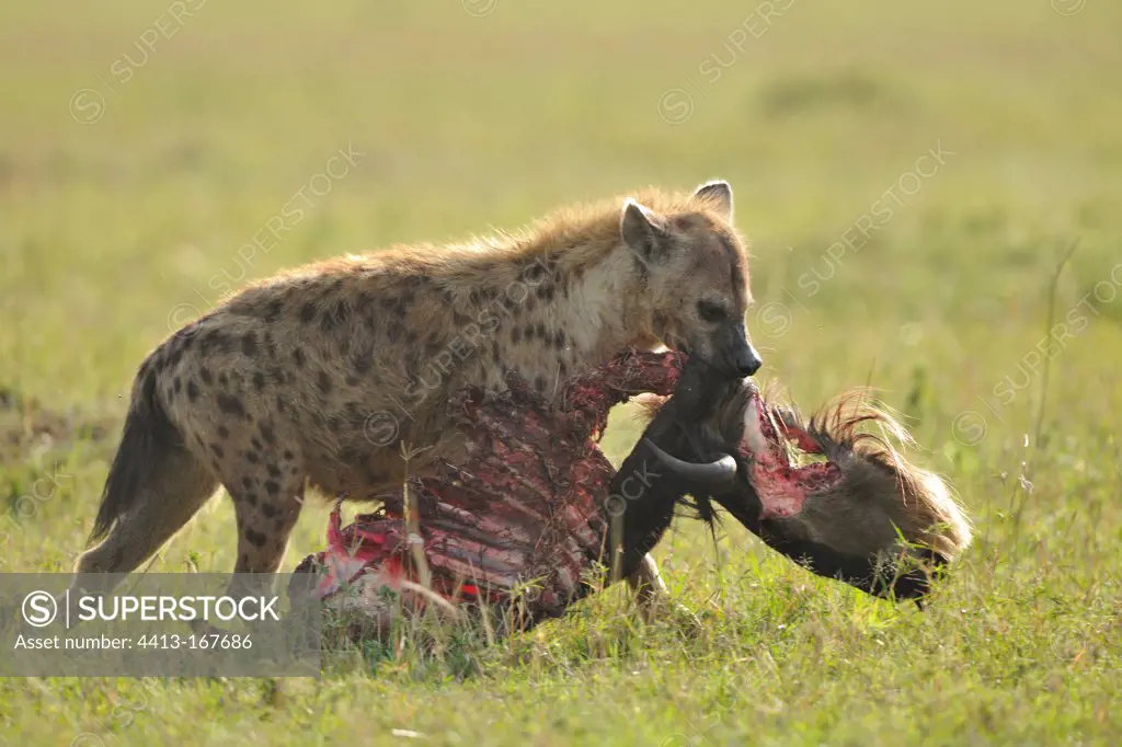 Spotted hyena dragging the carcass of a wildebeest Masai Mara