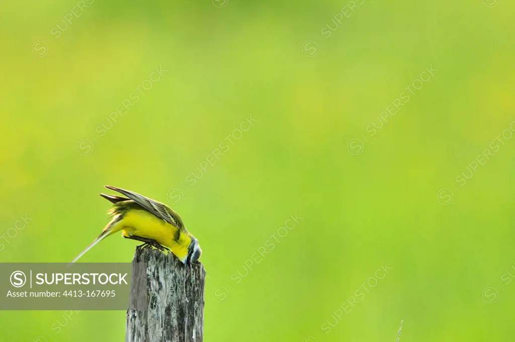 Ashy headed Wagtail itching itself on a picket in France