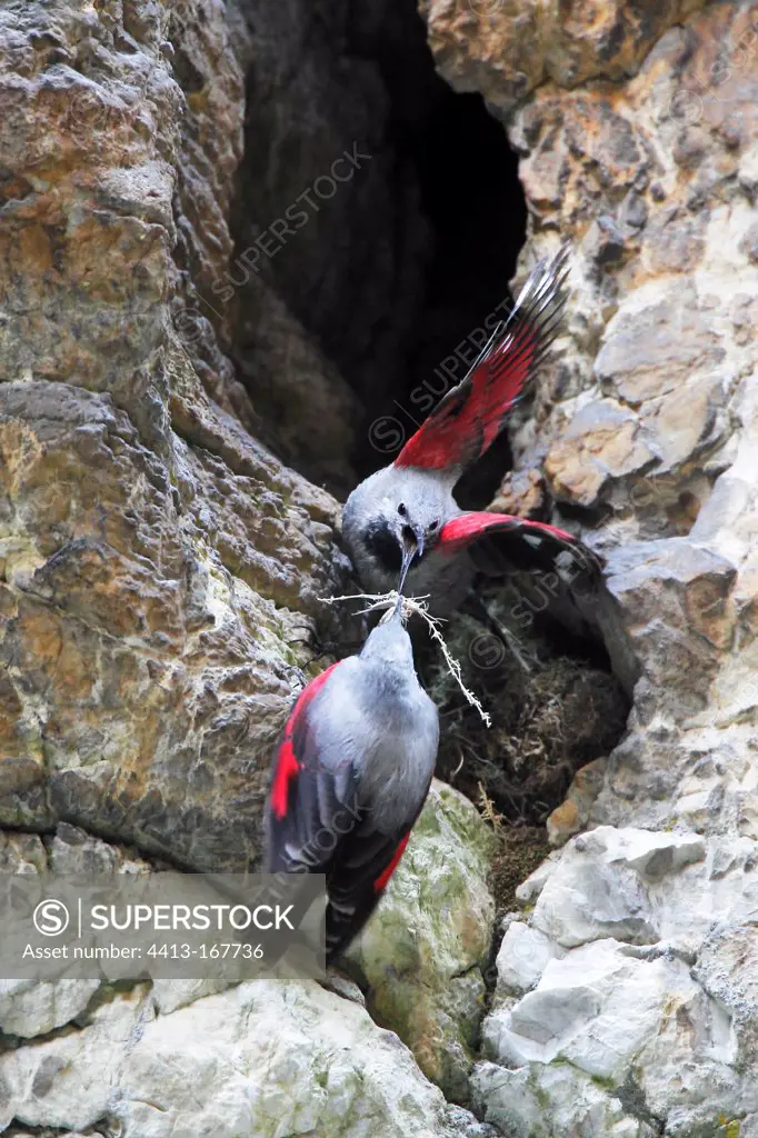 Male Wallcreeper giving nesting material to the female