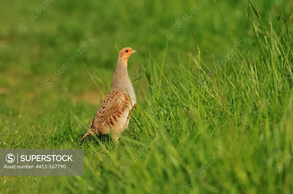 Grey Partridge careful around in a meadow in France