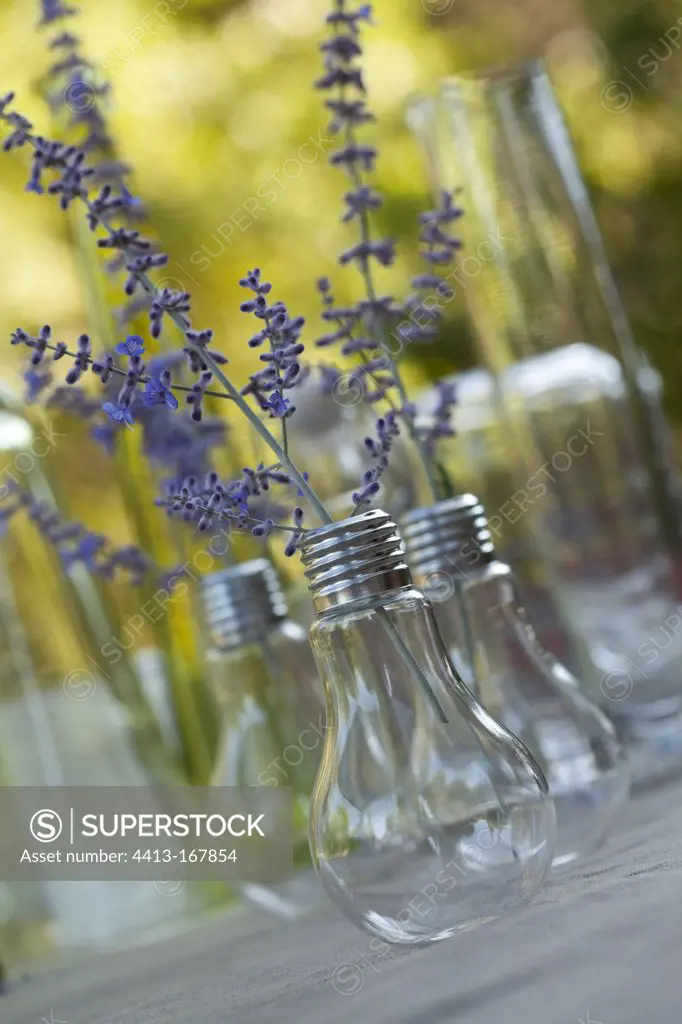 Little bouquet of lavender in bulbs