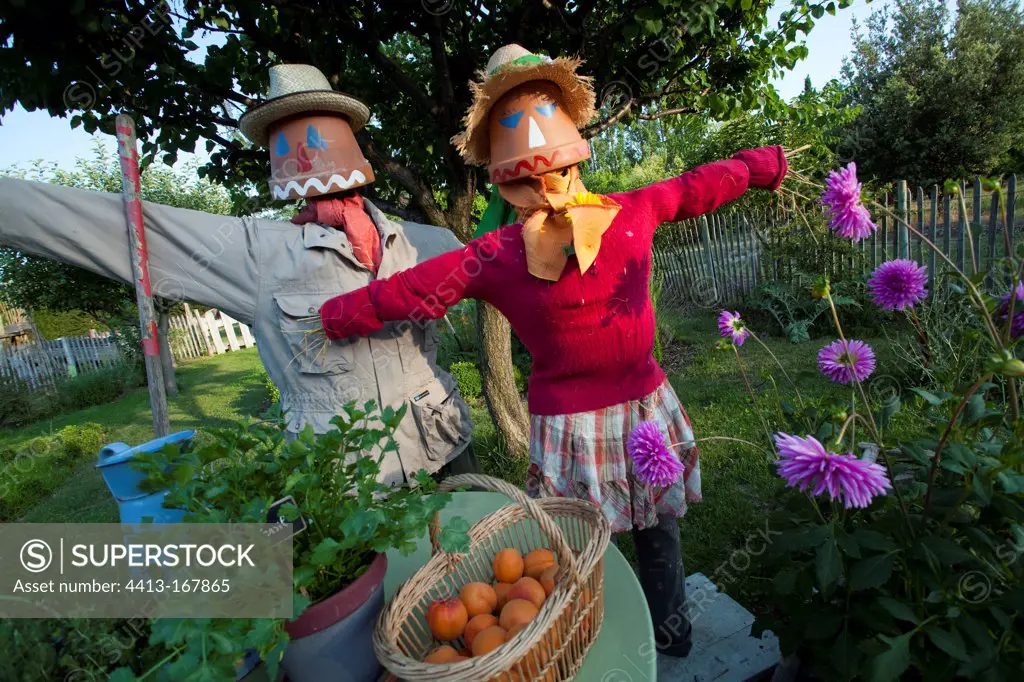 Harvest of apricots and scarecrows in a garden