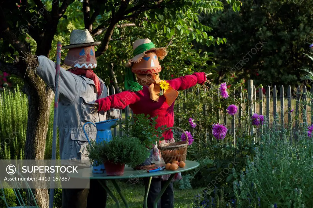 Harvest of apricots and scarecrows in a garden