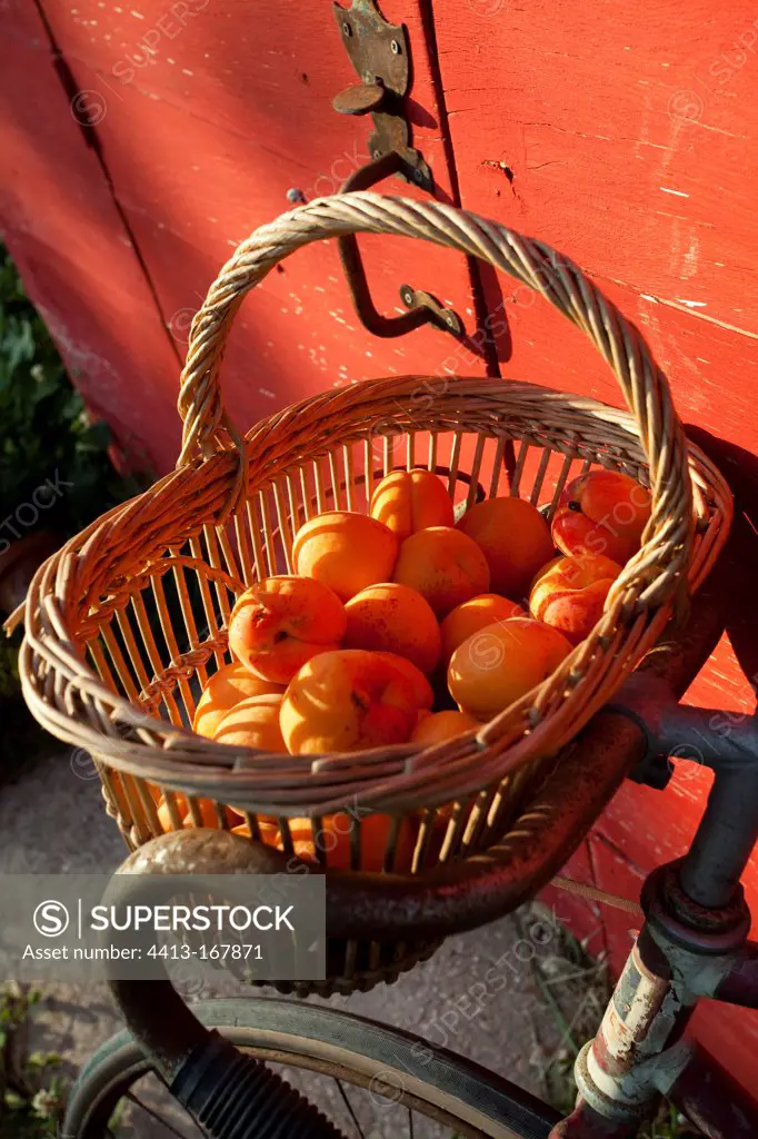 Harvest of apricots on a bicycle in a garden