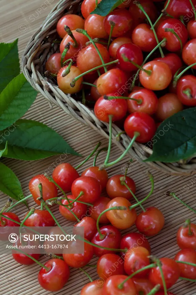 Harvest of morellos cherries in a garden