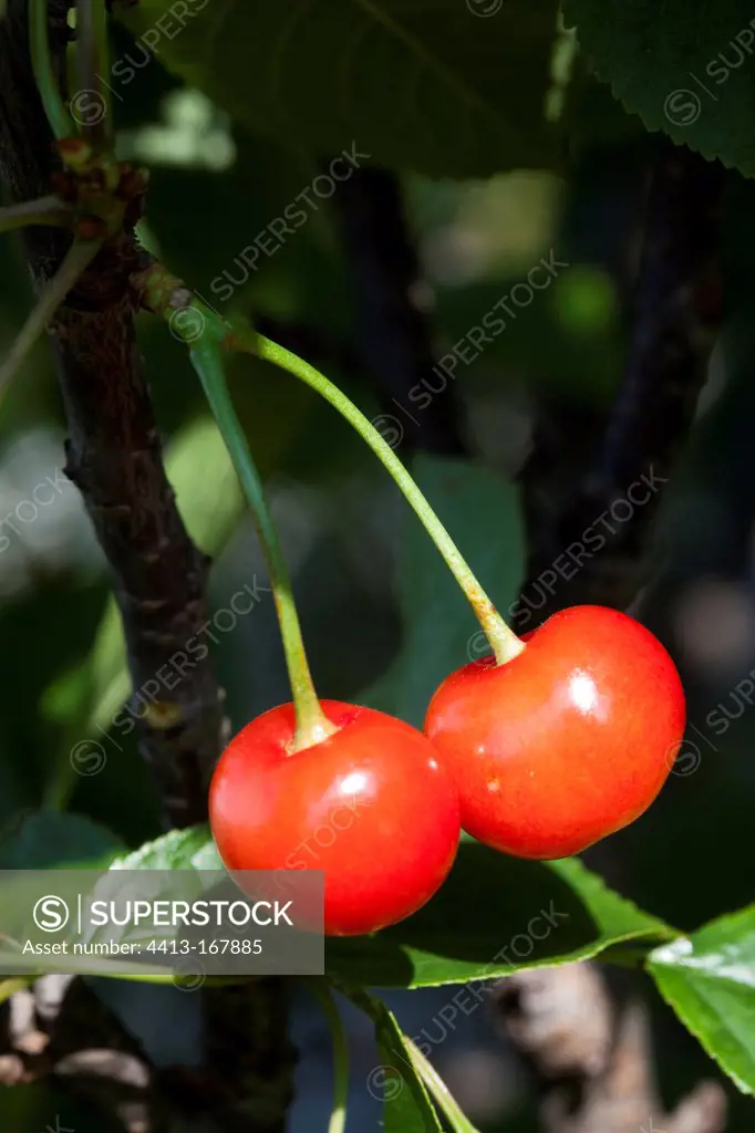 Morellos cherries on branch in a garden