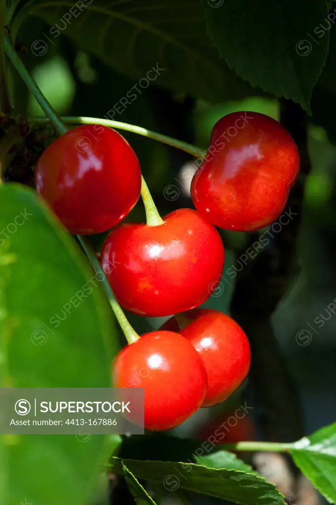 Morellos cherries on branch in a garden