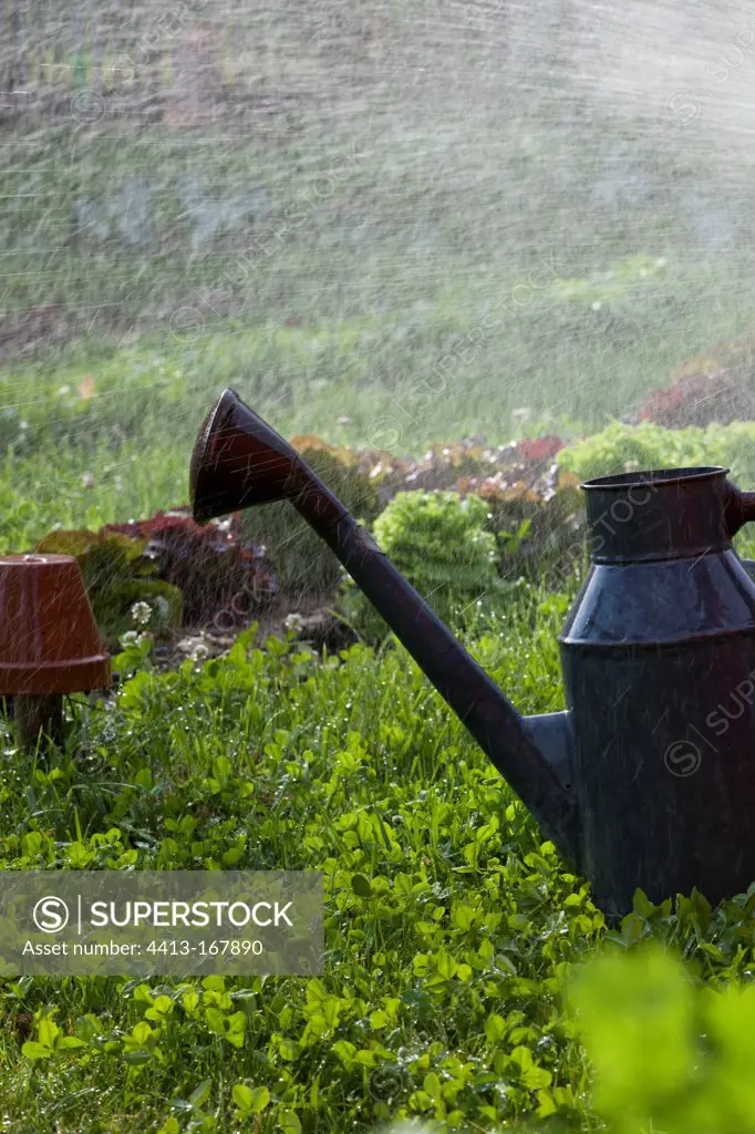 Watering can and sprinkling water over lettuces in a garden