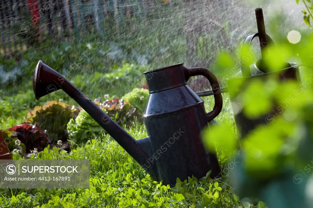 Watering can and sprinkling water over lettuces in a garden