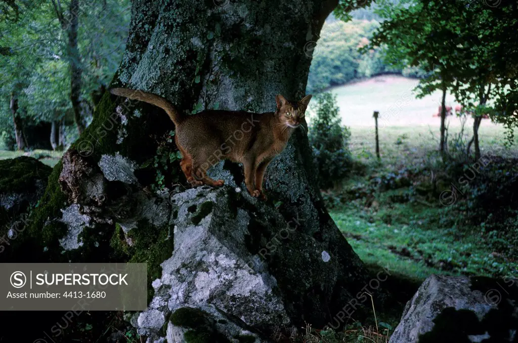 Cat marking his territory at the foot of a tree