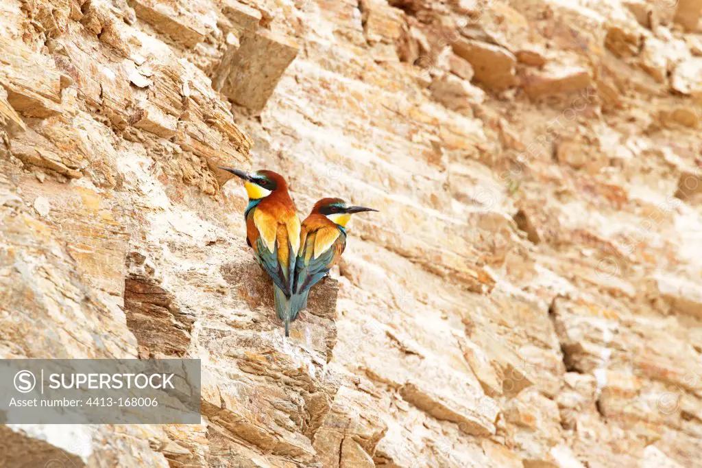 Pair of European Bee-eaters perched on a cliff Bulgaria