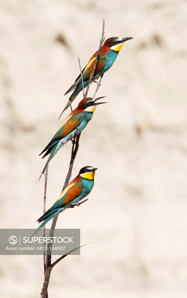 Flock of European Bee-eaters perched on a branch Bulgaria