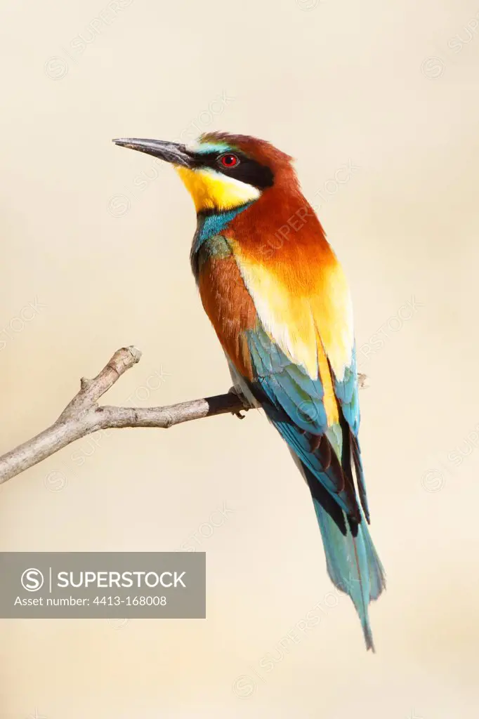 European Bee-eater perched on a branch Bulgaria