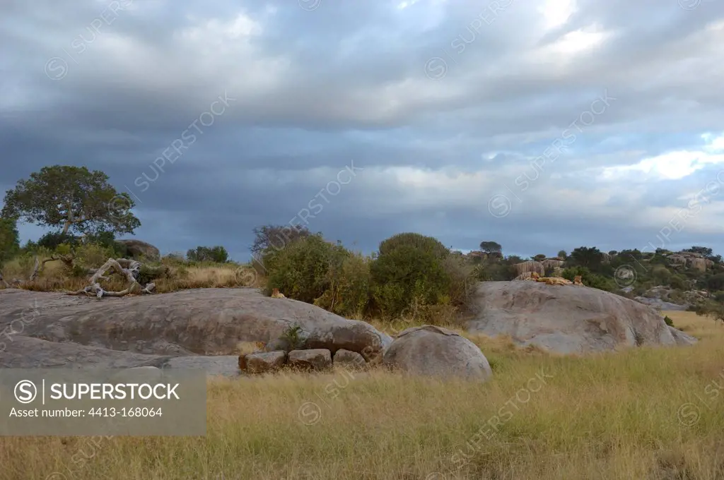 Lioness resting on a rock Serengeti Tanzania