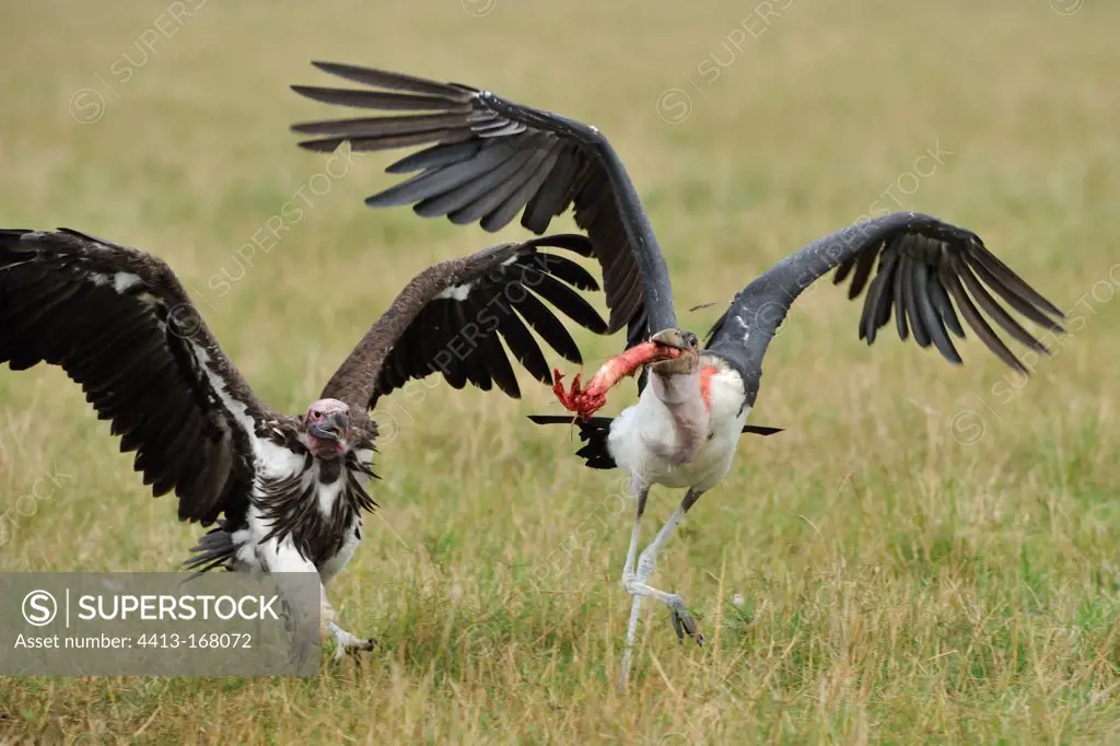 Vultur and Marabou Stork with esophagus Zebra Masai Mara