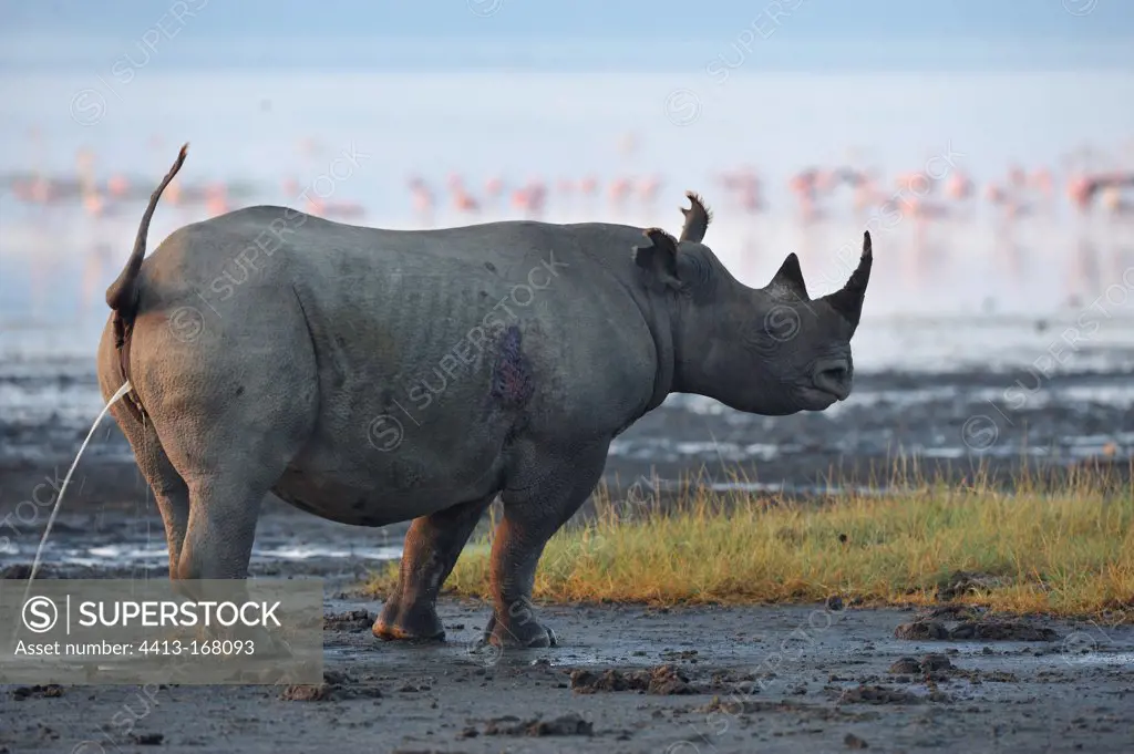Black Rhinoceros urinating at the edge of lake Nakuru Kenya