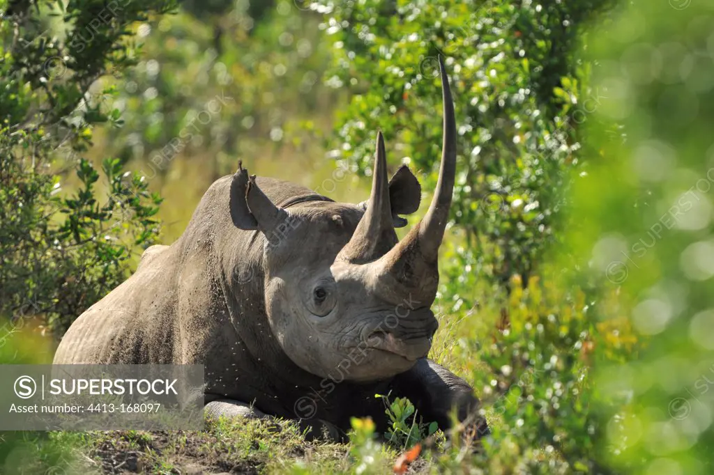 Black rhino lying in the bushes Masai Mara Kenya