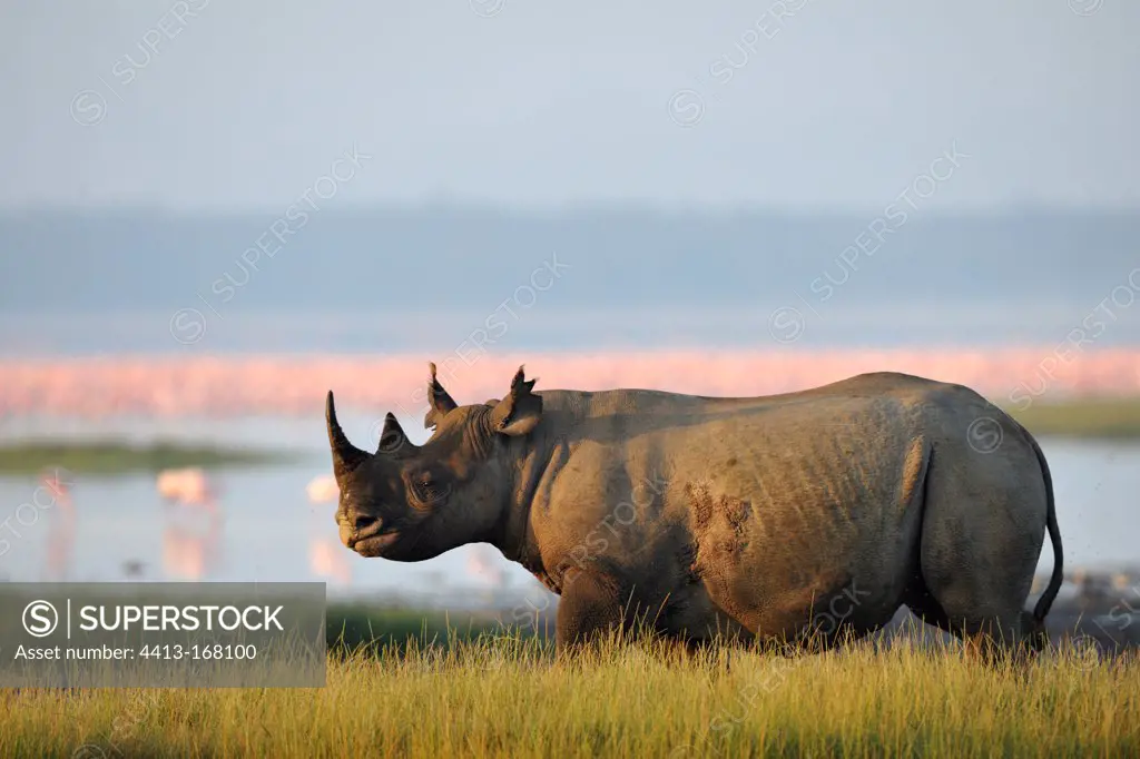 Black Rhinoceros at the edge of lake Nakuru Kenya