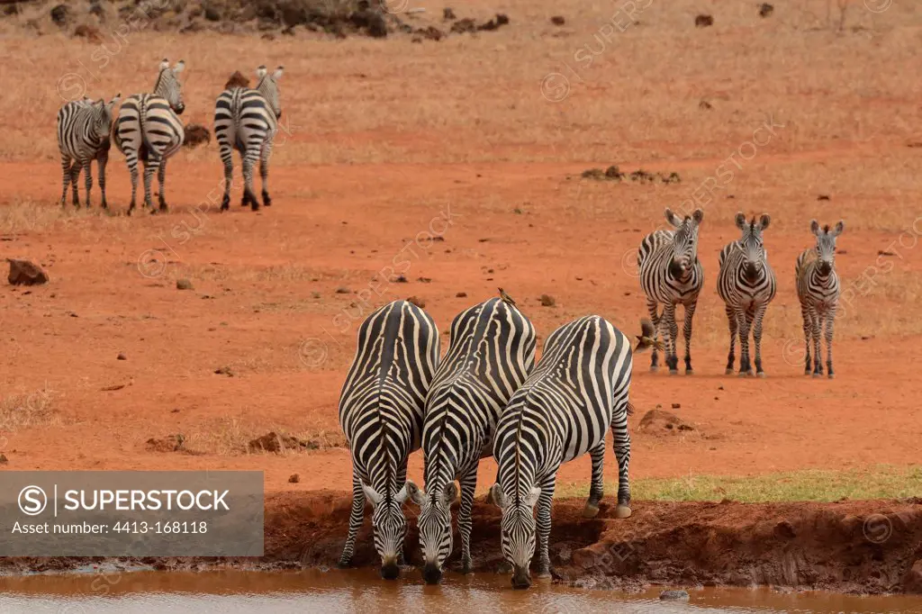 Burchell's zebras drinking at waterhole Tsavo Kenya