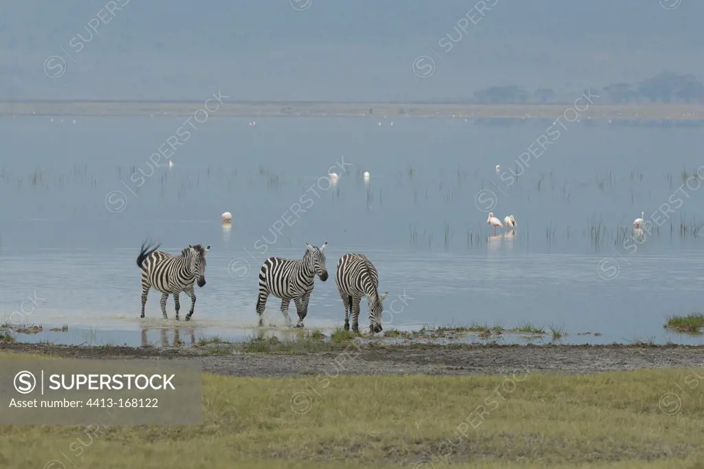 Plains zebras walking on the shore of a lake Serengeti