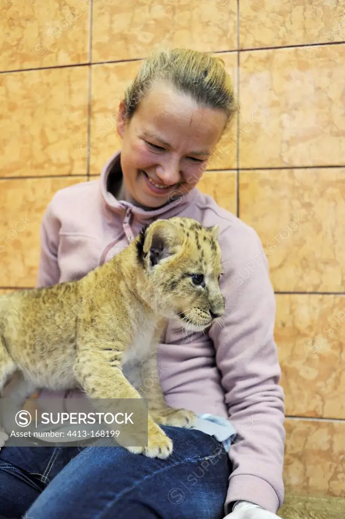 Lion cub in the lap of a woman Zoo Belgrade Serbia