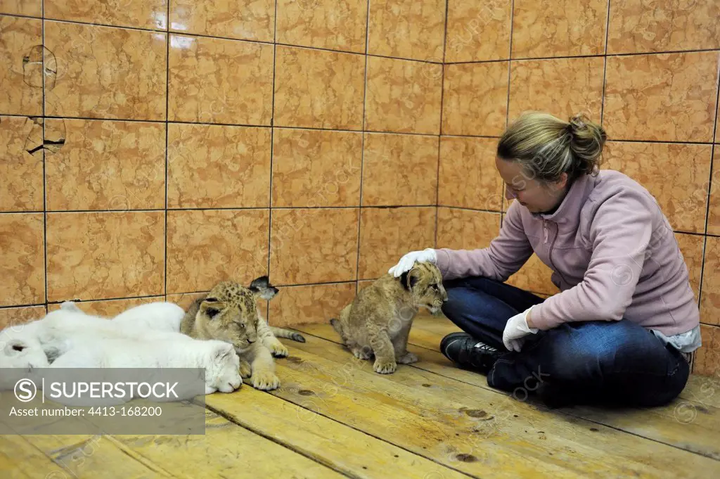 White and yellow Lion cubs with a woman Zoo Belgrade Serbia