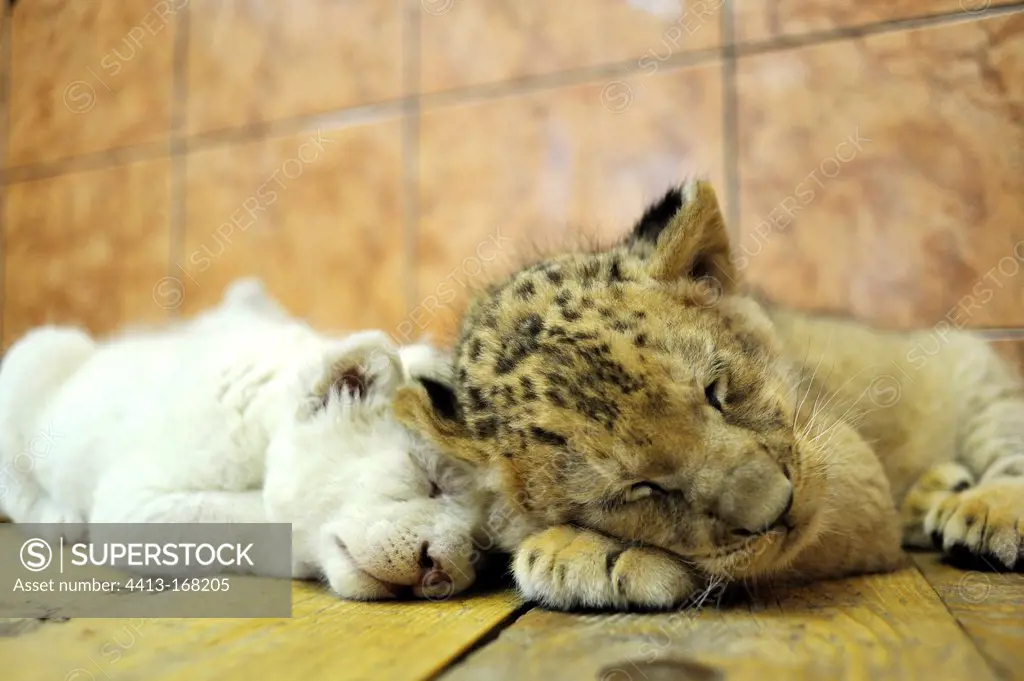 White and yellow Lion cubs in the Zoo Belgrade Serbia