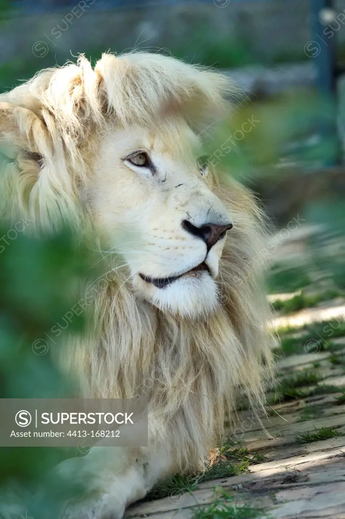 Portrait of a White Lion in Belgrade Zoo in Serbia